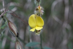 Crotalaria priestleyoides